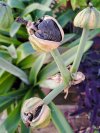 SEMI AMARYLLIS.jpg