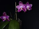 Phal. Lyndon Mix Zebra 'Treasure'.jpg