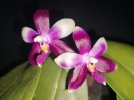 Phal. Miki Rose Vincent.jpg Phal. Miki Rose Vincent.jpg