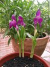 roscoea humeana 2.JPG