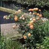 Lady-of-Shalott-2026.jpg