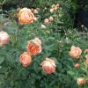 Lady-of-Shalott-2026-2.jpg