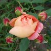 Lady-of-Shalott-2026-3.jpg