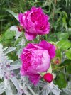 Adore-Aroma-2.jpg