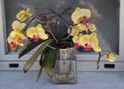 Phal.jpg