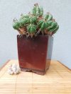 2026-6 EUPHORBIA PILLANSI.jpg