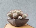 2026-6 MAMMILLARIA BOMBYCINA - Copia.jpg