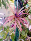 T brachycaulos 2025.jpg