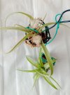 T brachycaulos.jpg