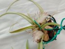 T brachycaulos part.jpg