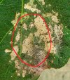 Choreutis_nemorana - Copia.JPG Choreutis_nemorana - Copia.JPG