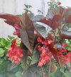20260608_begonia.jpg