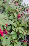 20260608_fucsia.jpg