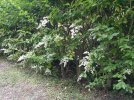 DSCF0010.JPG