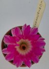 20260611  Echinocereus rigidissimus rubrispinus.jpg
