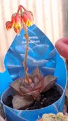Echeveria purpusorum.jpg