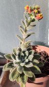 Echeveria setosa.jpg