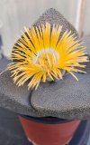 Pleiospilos.jpg