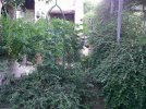 DSCF0012.JPG