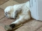 IMG_2658.jpeg