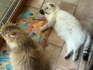 IMG_2656.jpeg