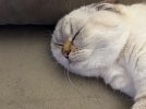 IMG_2655.jpeg