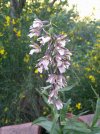 epipactis palustris 3.JPG