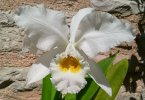 cattleya gaskelliana alba 3.JPG