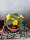 IMG_20260620_093636.jpg
