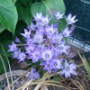 Triteleia.jpg