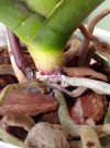 Phal 9 fusto rid.jpg Phal 9 fusto rid.jpg