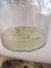 Pinguicula vulgaris.jpg