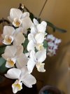 IMG_2835.jpeg