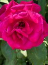 IMG_2857.jpeg