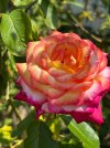 IMG_2856.jpeg