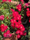 IMG_2855.jpeg