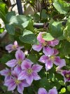 IMG_2850.jpeg