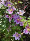 IMG_2849.jpeg