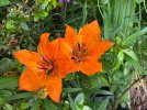 IMG_2847.jpeg
