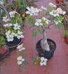 Delonix pumila1.jpg Delonix pumila1.jpg