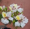 Delonix pumila 02.jpg Delonix pumila 02.jpg