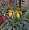 paph michael koopowitz x doll goldii 2.JPG