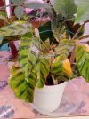 2026 07 01 maui queen in terra.jpg