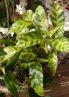 maui queen in semiidro rid.JPG