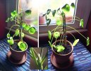Pilea peperomioides.jpg
