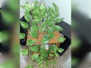 pothos golden.jpeg