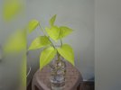 pothos neon.jpeg