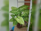 Syngonium.jpeg