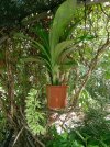 clowesia thylaciochila 2.JPG