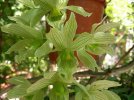clowesia thylaciochila 3.JPG
